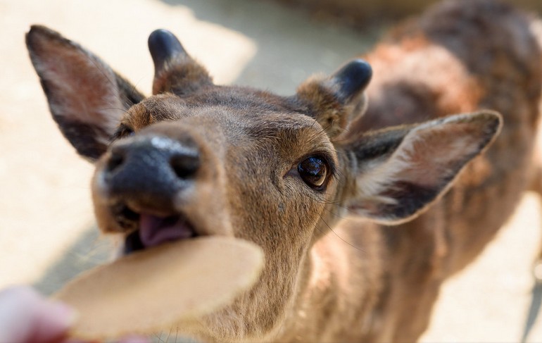 日本奈良随处可见的超萌小鹿究竟有多流氓?你喂了才知道! 日本奈良随处可见的超萌小鹿究竟有多流氓?你喂了才知道!