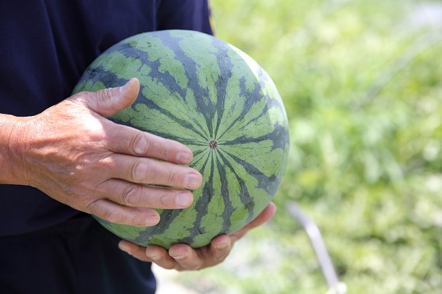 中国夏天随便吃的西瓜，为什么在日本就那么贵？