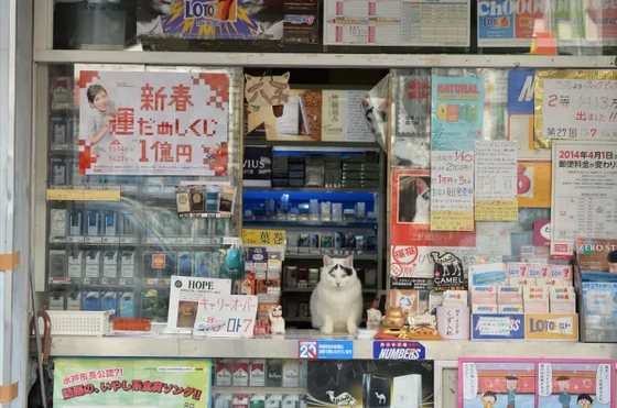 能够带来幸福的“看板猫”！八字眉的小八