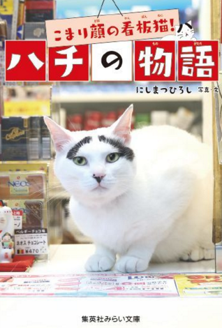 能够带来幸福的“看板猫”！八字眉的小八