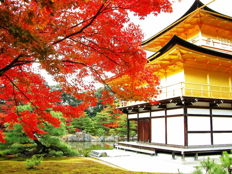 天了噜！以后去日本京都游玩，住宿要被收税了……