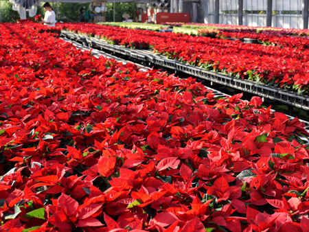 日本京都迎一品红出货高峰 抢先打造圣诞气氛