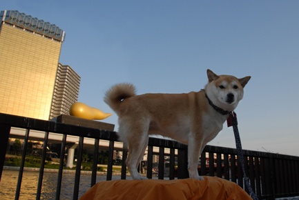 朝日大楼立体雕&ldquo;金之炎&rdquo;形状暧昧，遭网友神吐槽&hellip;&hellip;