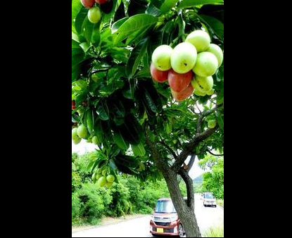 赴冲绳旅行注意 看上去甘甜的果实可能有剧毒