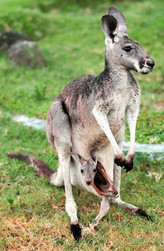 日本歌山县白滨町动物公园的红大袋鼠宝宝诞生