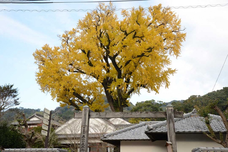 只有在秋天才能享受到的“有田陶瓷器祭”和“波佐见烧”的乐趣(前篇) 只有在秋天才能享受到的“有田陶瓷器祭”和“波佐见烧”的乐趣(前篇)