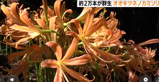 日本爱知县丰田市迎来橘色石蒜盛开的季节 日本通 日本爱知县丰田市迎来橘色石蒜盛开的季节 日本通