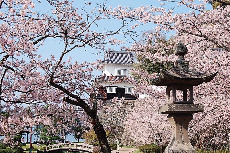 春满花开！九州9个赏樱景点