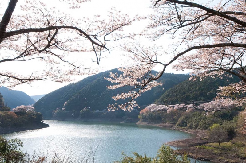 春满花开！九州9个赏樱景点