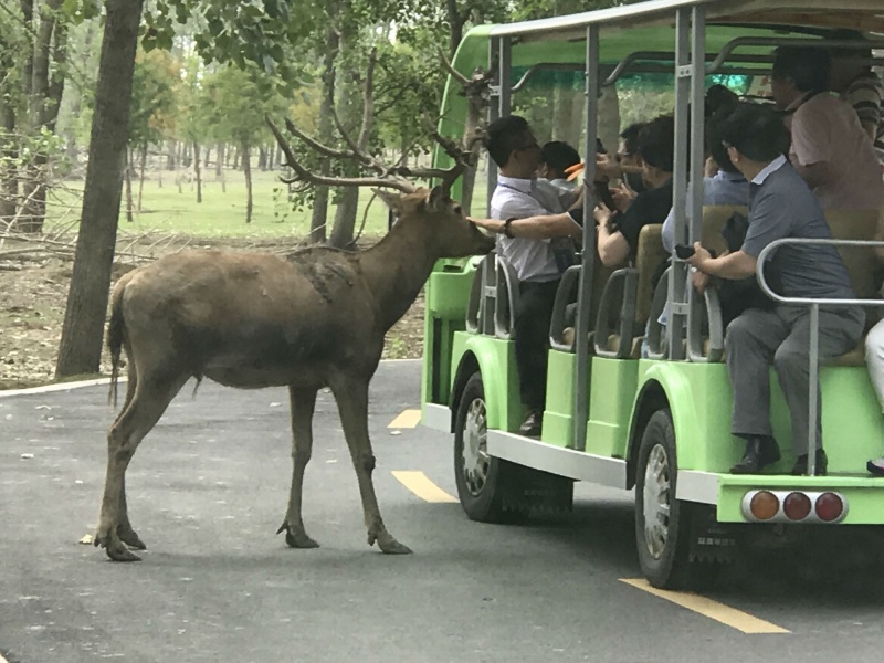 徜徉在物种承传的中华麋鹿苑 ——江苏盐城行随笔之一