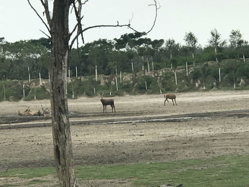 徜徉在物种承传的中华麋鹿苑 ——江苏盐城行随笔之一