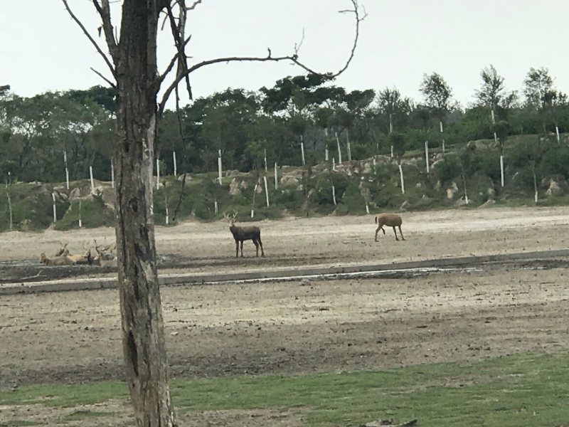 徜徉在物种承传的中华麋鹿苑 ——江苏盐城行随笔之一