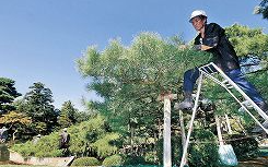 日本园艺师开始初秋的修剪工作 景观树被打理得井井有条