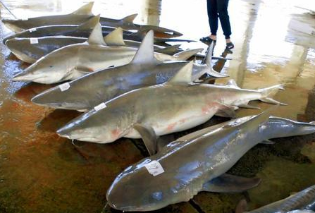 日本冲绳为保证渔场和游客的安全驱除8条鲨鱼