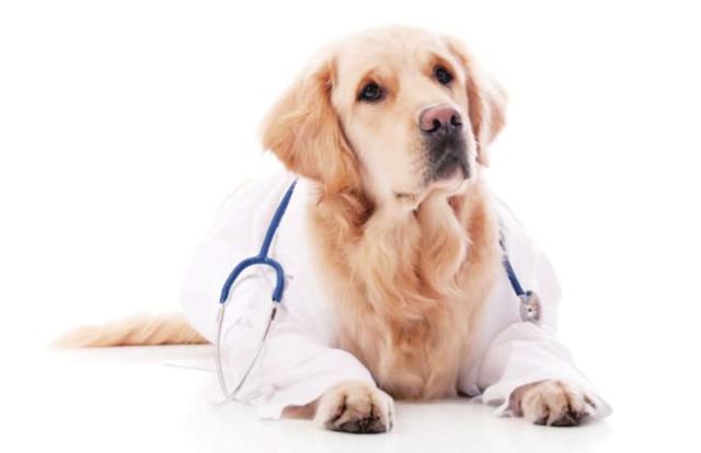 日本通过“癌症探知犬”筛查癌症患者 准确率接近100%