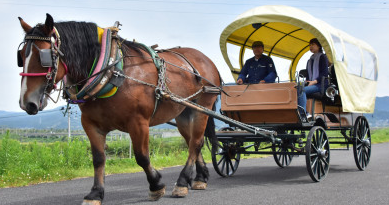 日本奥州市衣川天游塾开展滞留型旅游业务体验乘马车参观历史遗迹