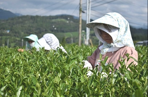 日本掛川市中山茶业工会进行秋季采茶 收获1000公斤的香茶 日本掛川市中山茶业工会进行秋季采茶 收获1000公斤的香茶