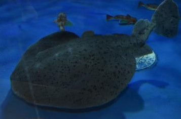 日本大洗町县大洗水族馆首次展示黑斑电鳐
