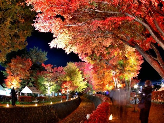 今年日本赏红叶就去这10个地方（关东篇）！你最想去哪一个？