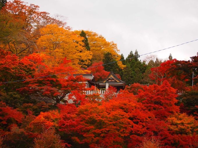 今年日本赏红叶就去这10个地方（关东篇）！你最想去哪一个？