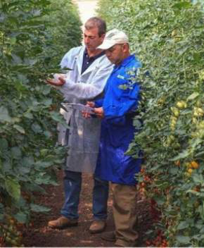 日本三井物产协同中小型蔬菜种子公司进军海外市场 日本三井物产协同中小型蔬菜种子公司进军海外市场