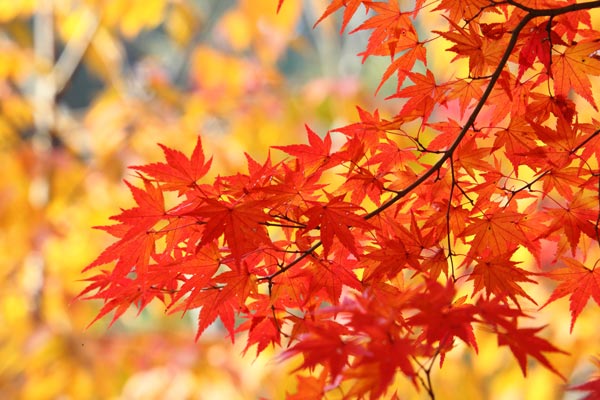 长崎县云仙市庭院红叶装点盎然秋意