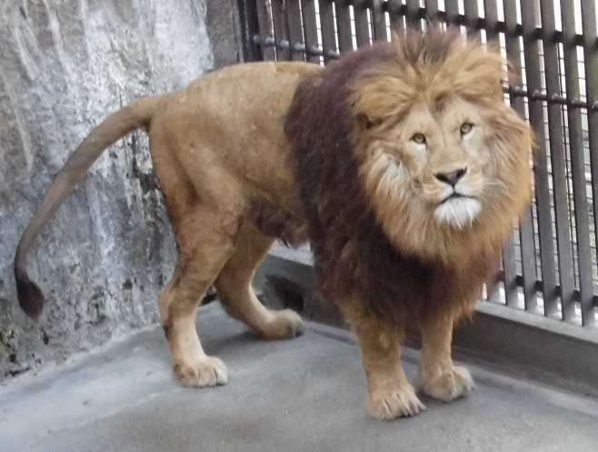 日本熊本5只猛兽因地震寄养外县时隔两年半再次归还 日本通