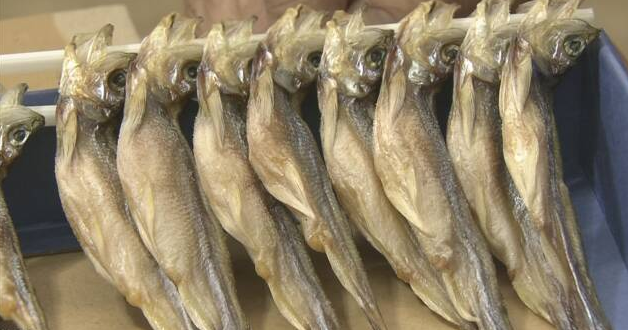 日本北海道鹉川町特产柳叶鱼重新开始销售