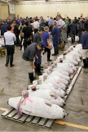 筑地市场金枪鱼最后一次拍卖 参观时间在15日结束