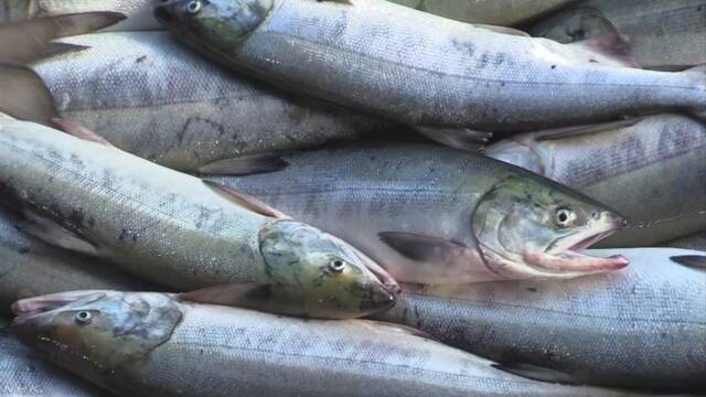 日本鲑鱼捕获量第一 北海道斜里町参观学习之旅 日本鲑鱼捕获量第一 北海道斜里町参观学习之旅