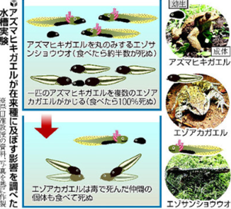 日本本州东蟇蛙幼虫毒死北海道赤蛙和海葵鱼 日本通