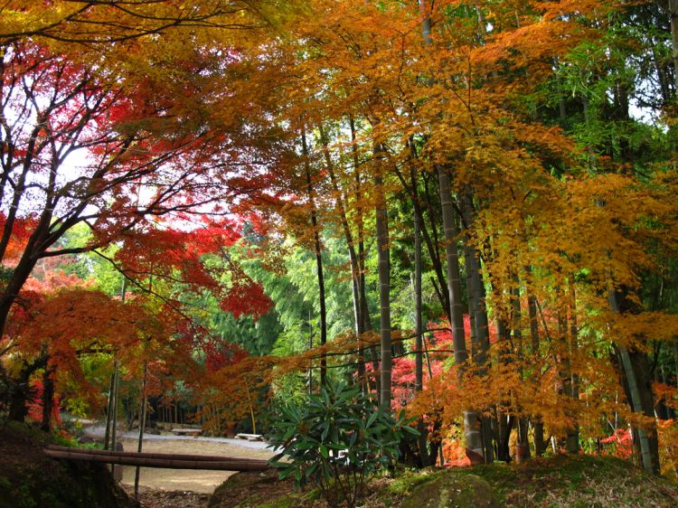 秋天的云仙有许多值得看的地方！红叶、温泉、美食铁板套餐