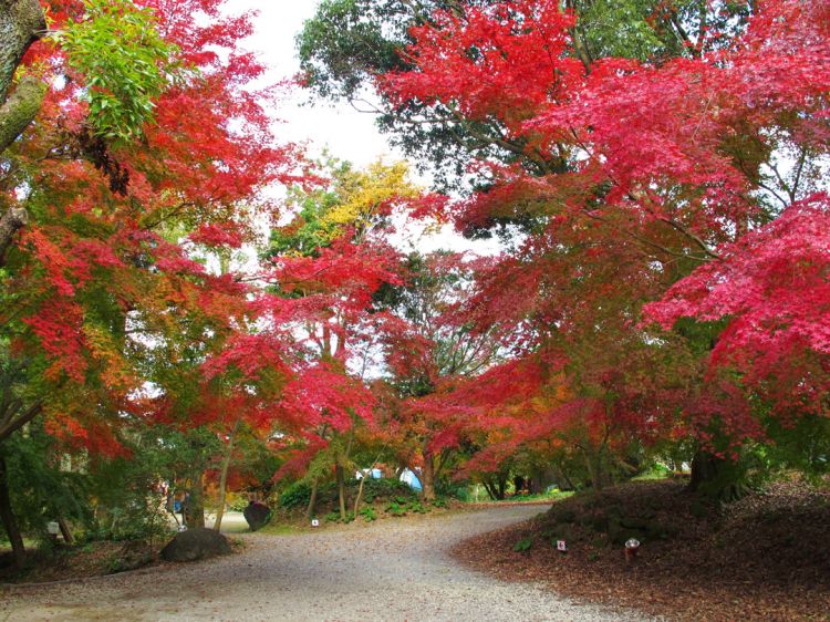 秋天的云仙有许多值得看的地方！红叶、温泉、美食铁板套餐