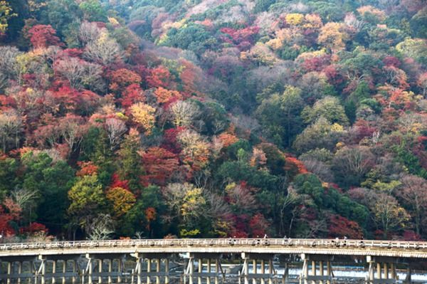 京都岚山渡月桥迎来红叶最佳观赏期