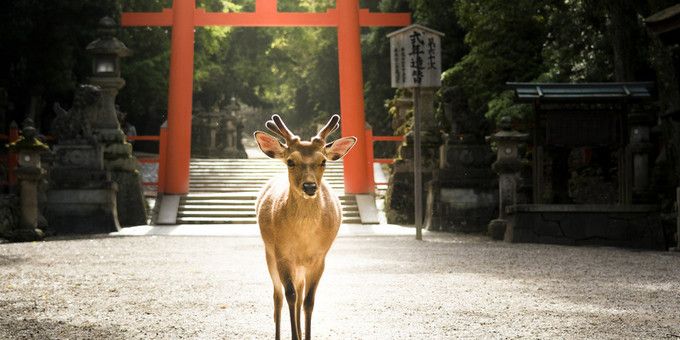 奈良古迹的五个“日本第一”  昔日皇城的独特韵味