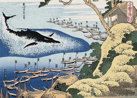 捕鲸提案被否,日本预计将退出国际捕鲸委员会(IWC) 捕鲸提案被否,日本预计将退出国际捕鲸委员会(IWC)