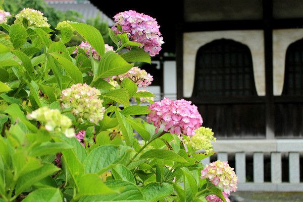 镰仓绣球花小众景点全攻略