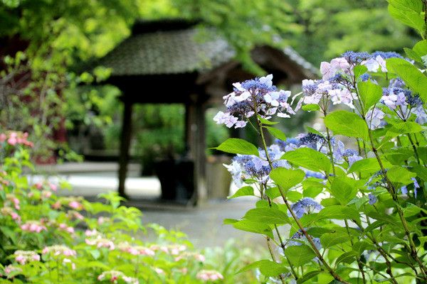 镰仓绣球花小众景点全攻略