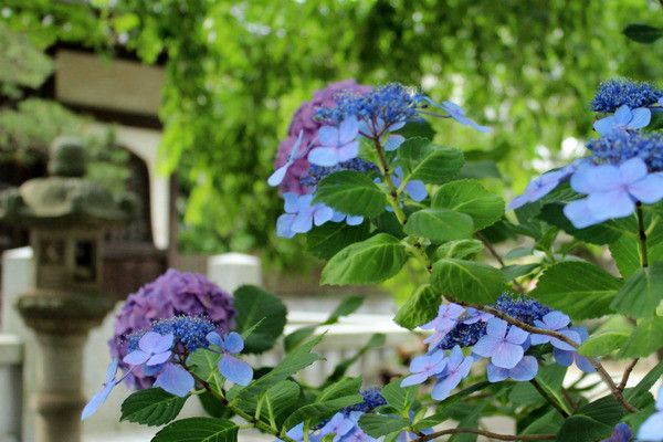 镰仓绣球花小众景点全攻略