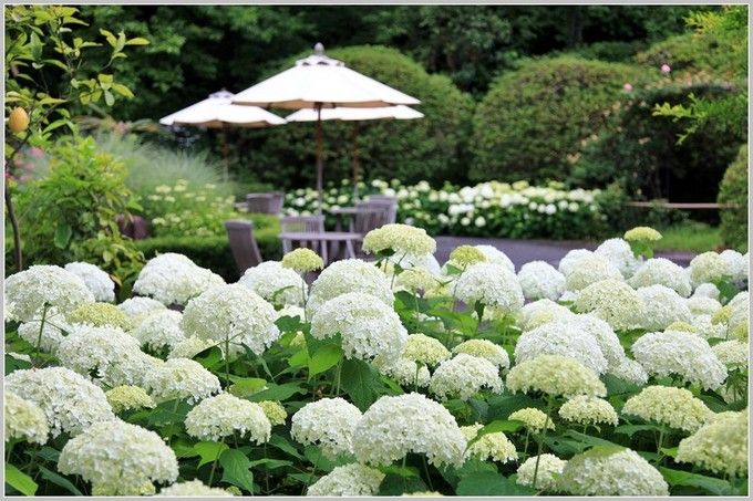 镰仓绣球花小众景点全攻略