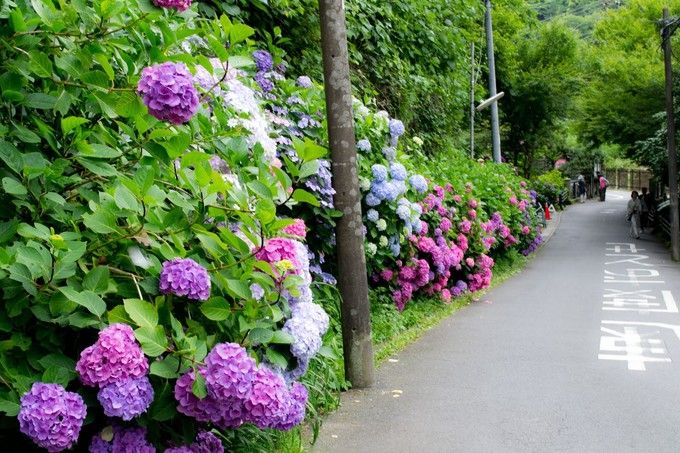 镰仓绣球花小众景点全攻略