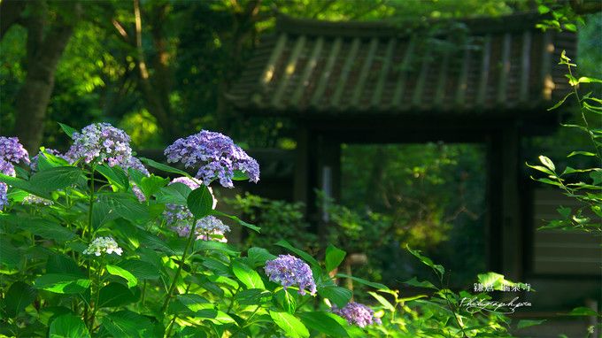 镰仓绣球花小众景点全攻略