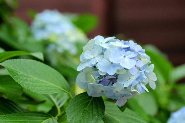 镰仓绣球花小众景点全攻略