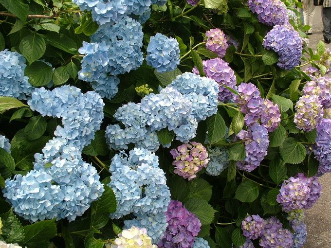 镰仓绣球花小众景点全攻略