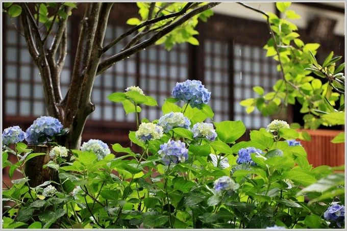 镰仓绣球花小众景点全攻略