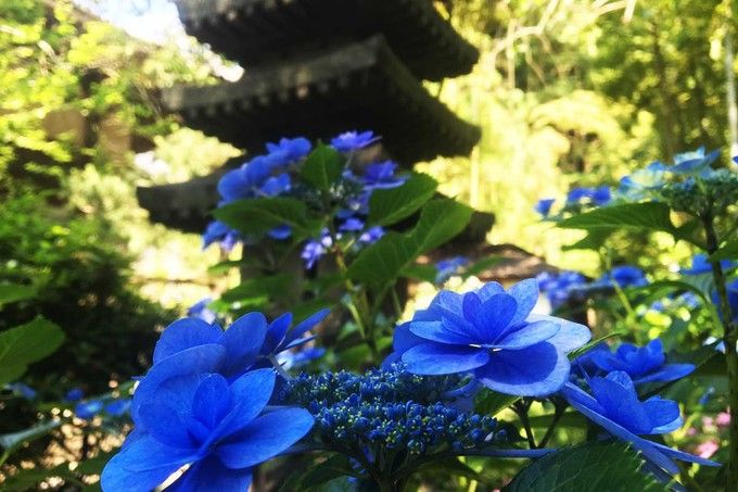 镰仓绣球花小众景点全攻略