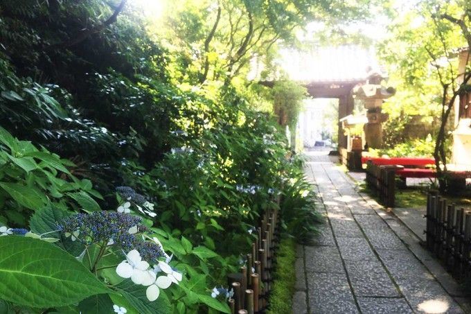 镰仓绣球花小众景点全攻略