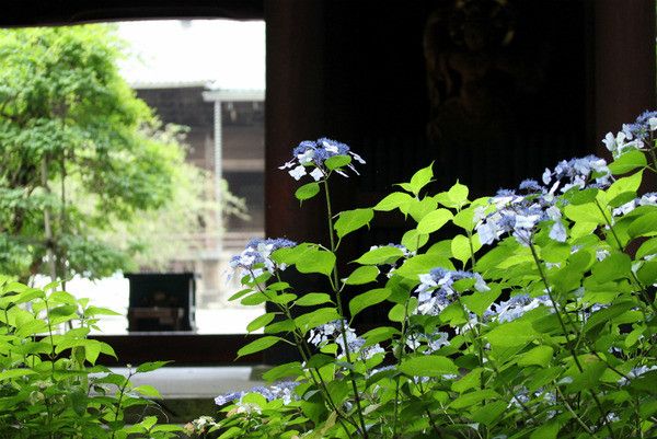 镰仓绣球花小众景点全攻略