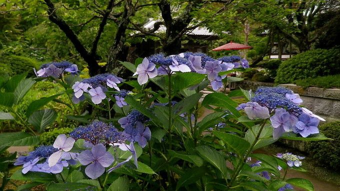 镰仓绣球花小众景点全攻略