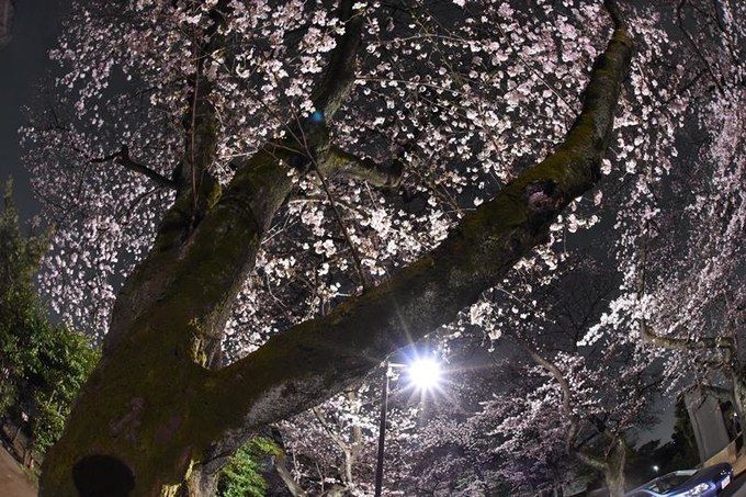 东京老街谷根千，带你一秒穿越回昭和时代逛吃逛吃